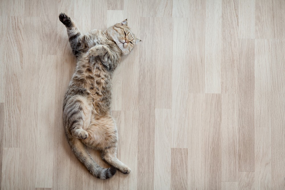 Katze auf Holzboden
